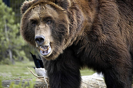 [Image: beware-the-russian-bear.jpg]