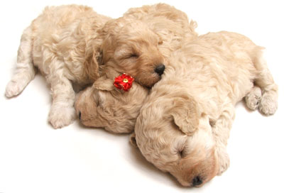 sleepy puppies