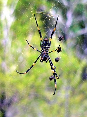 spider Brisbane Water National Park