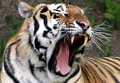 tired yawning tiger